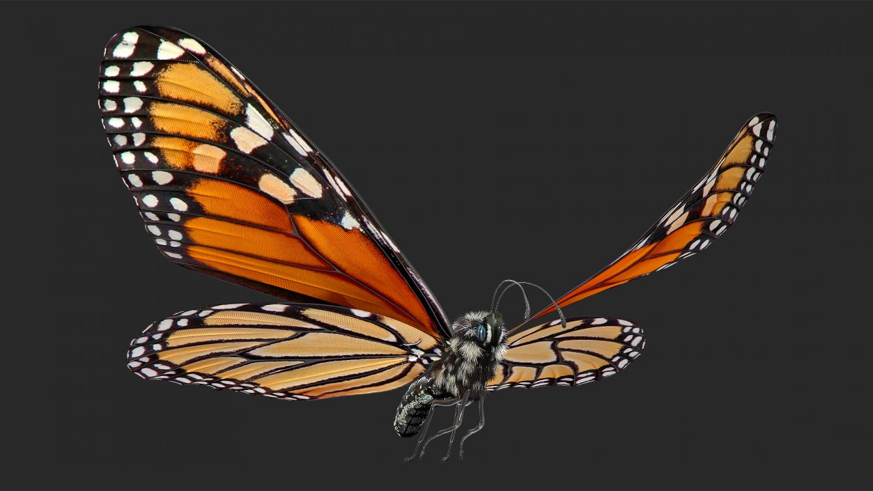 Animated Flying Monarch Butterfly Fur Rigged 3D model