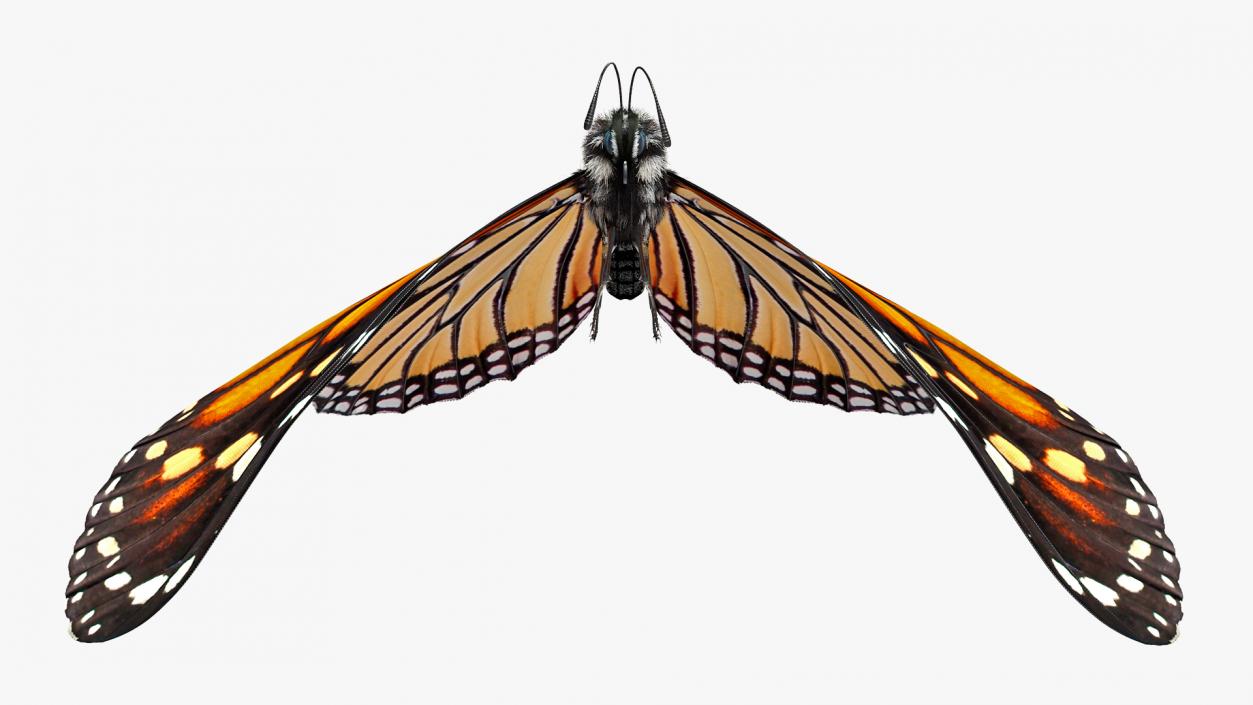 Animated Flying Monarch Butterfly Fur Rigged 3D model