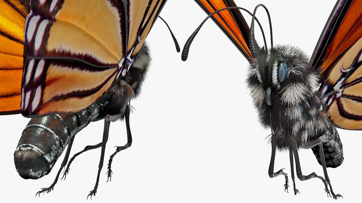 Animated Flying Monarch Butterfly Fur Rigged 3D model