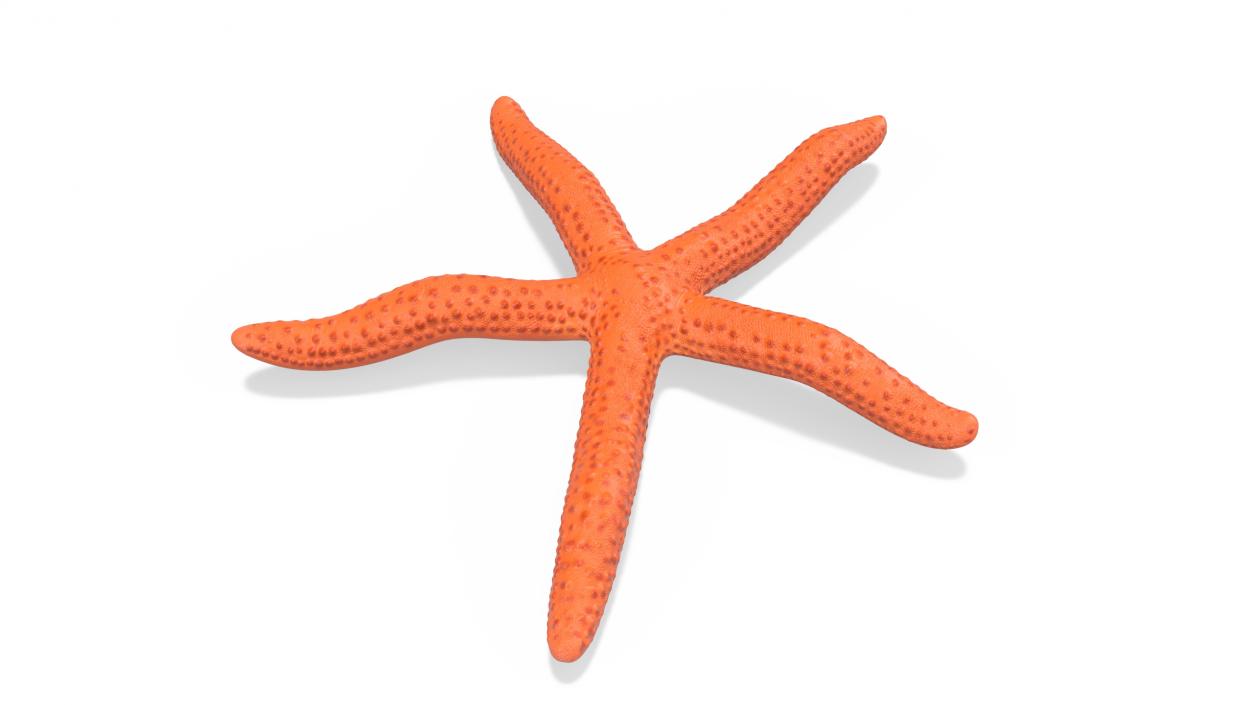 3D model Red Sea Star Rigged for Cinema 4D 2