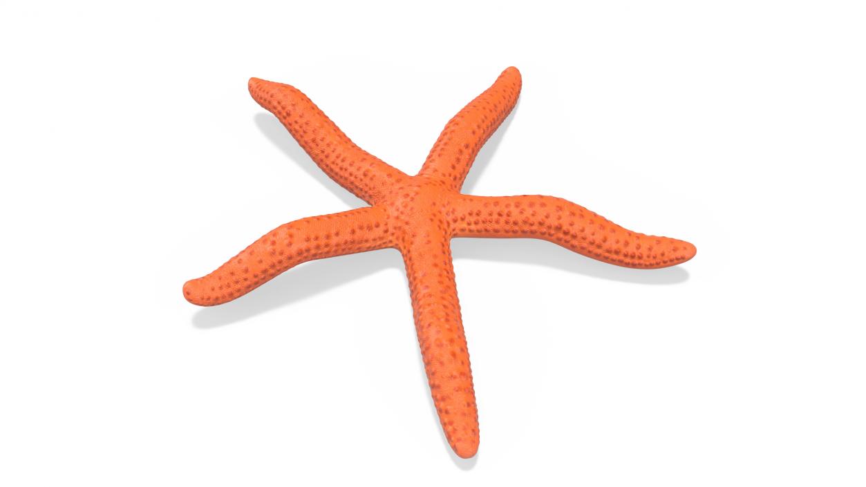 3D model Red Sea Star Rigged for Cinema 4D 2