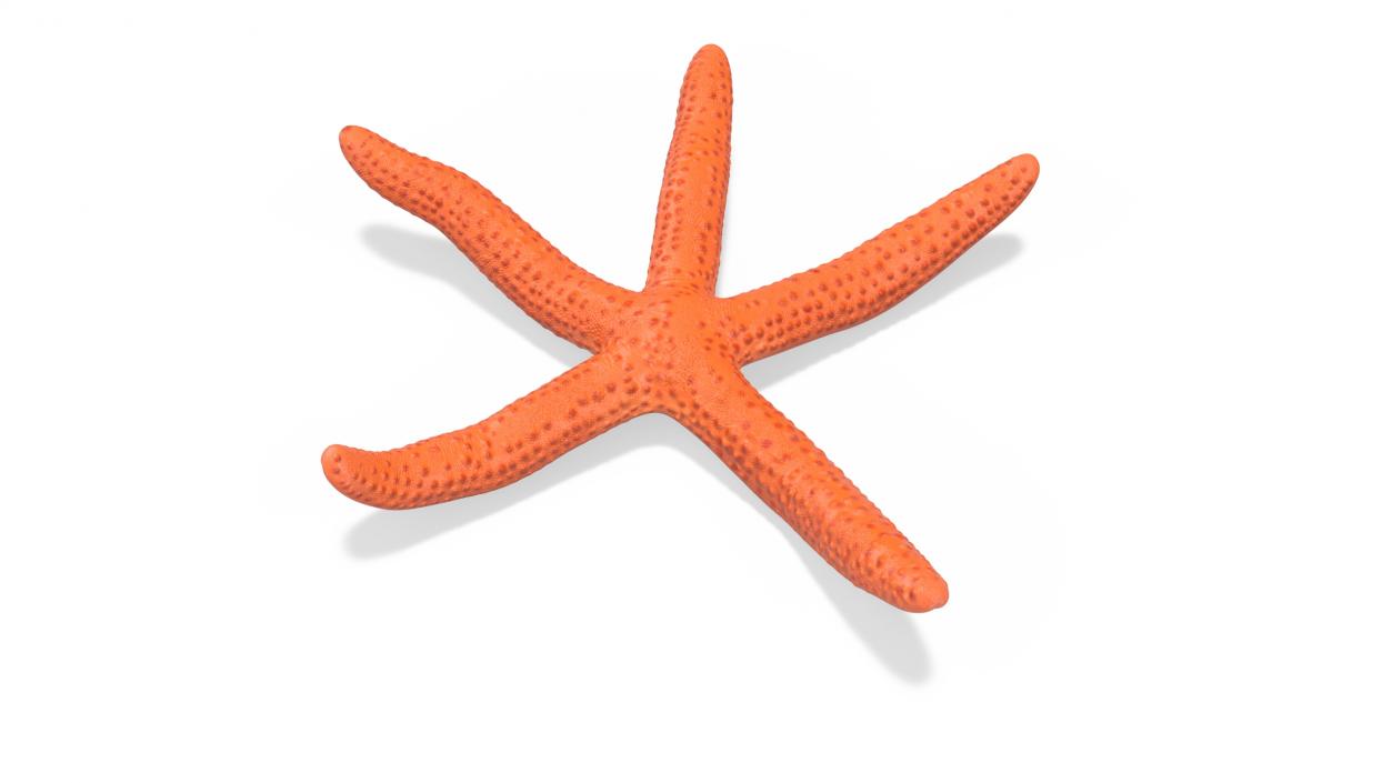 3D model Red Sea Star Rigged for Cinema 4D 2