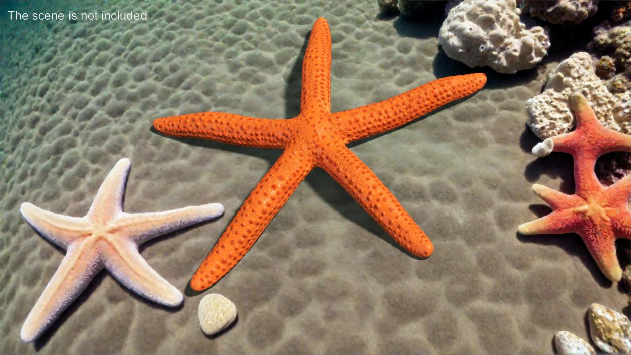 3D model Red Sea Star Rigged for Cinema 4D 2