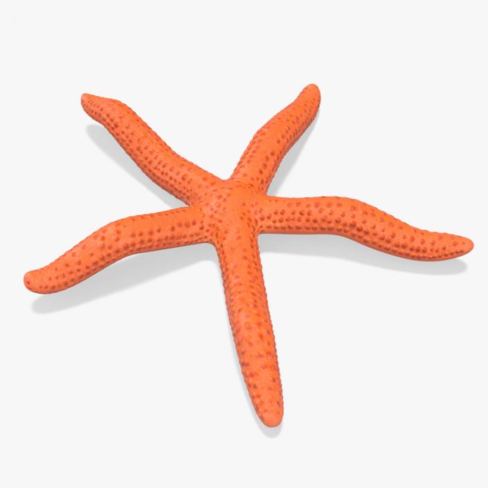 3D model Red Sea Star Rigged for Cinema 4D 2