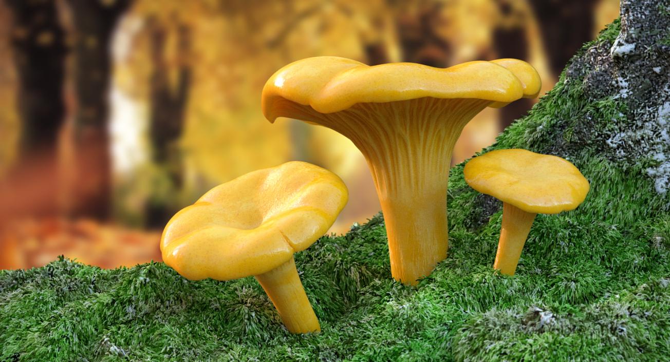 3D model Chanterelle Mushrooms Set