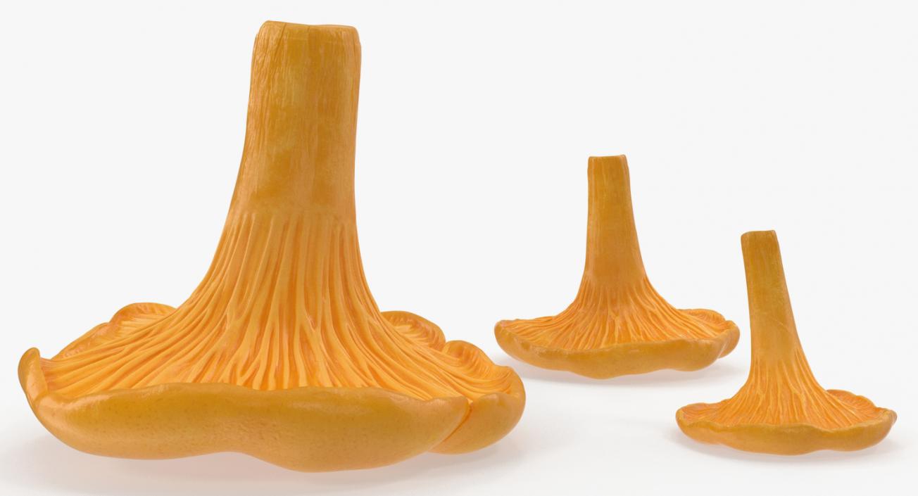 3D model Chanterelle Mushrooms Set