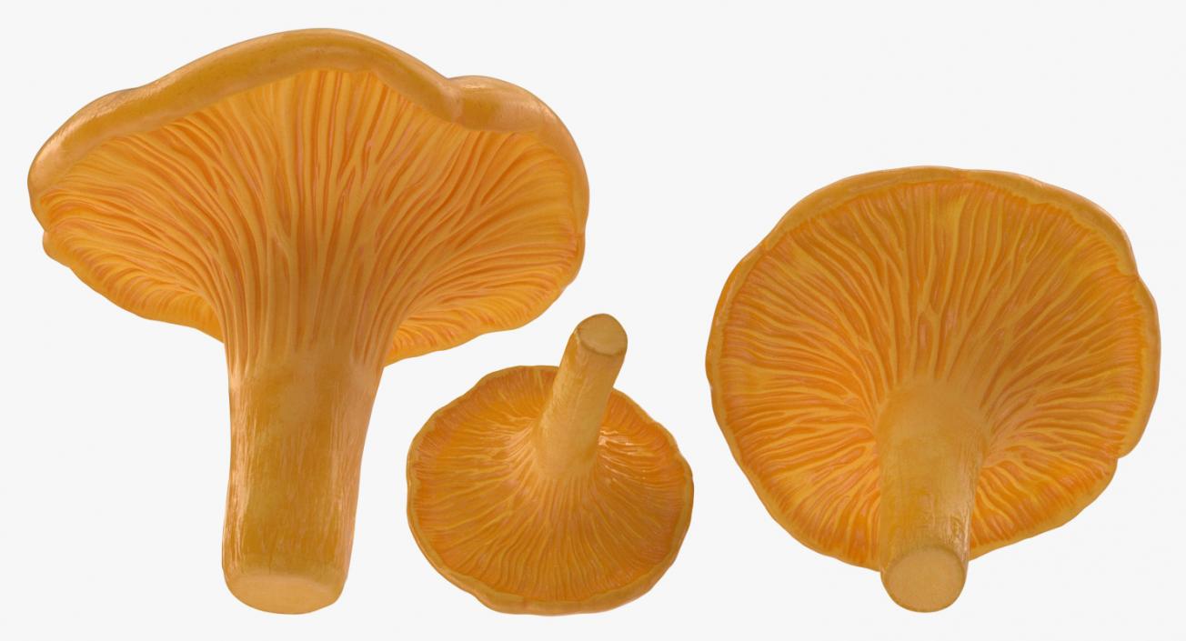 3D model Chanterelle Mushrooms Set