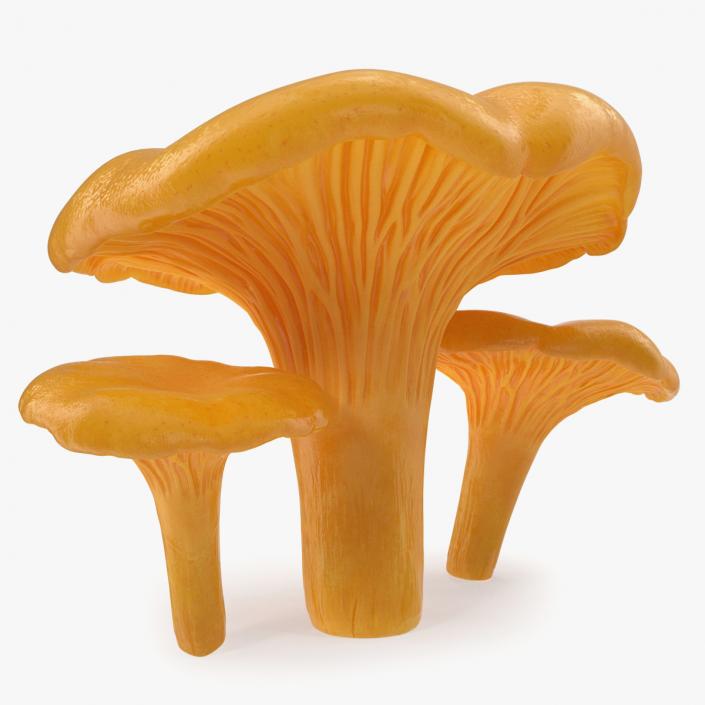 3D model Chanterelle Mushrooms Set