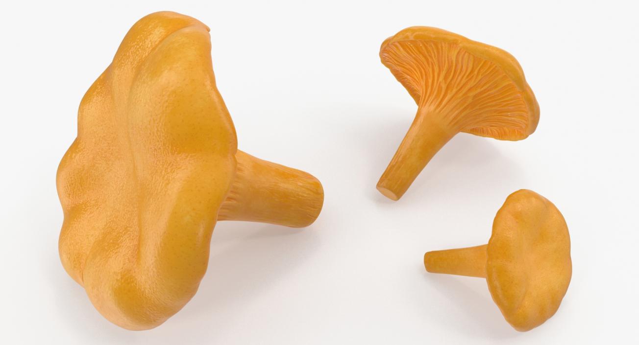 3D model Chanterelle Mushrooms Set