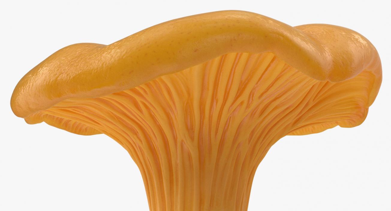 3D model Chanterelle Mushrooms Set