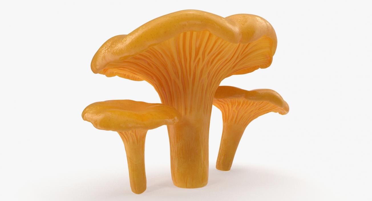 3D model Chanterelle Mushrooms Set