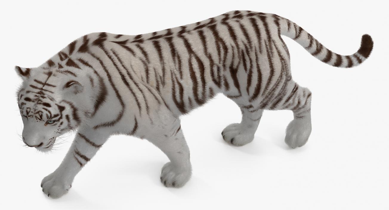 White Tiger Rigged with Fur 3D