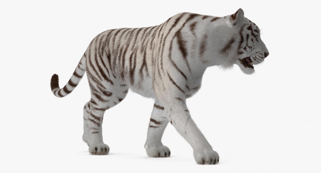 White Tiger Rigged with Fur 3D