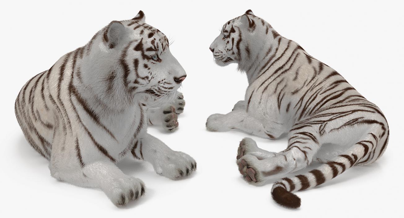 White Tiger Rigged with Fur 3D