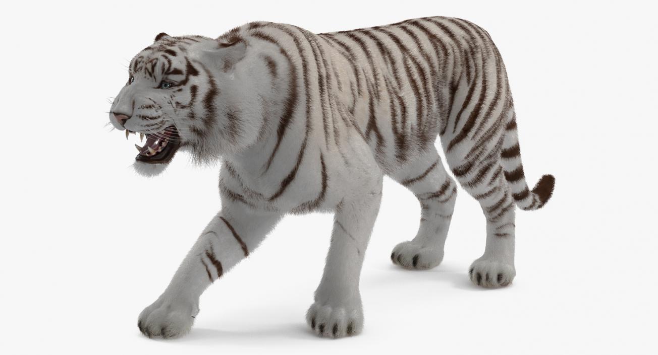 White Tiger Rigged with Fur 3D