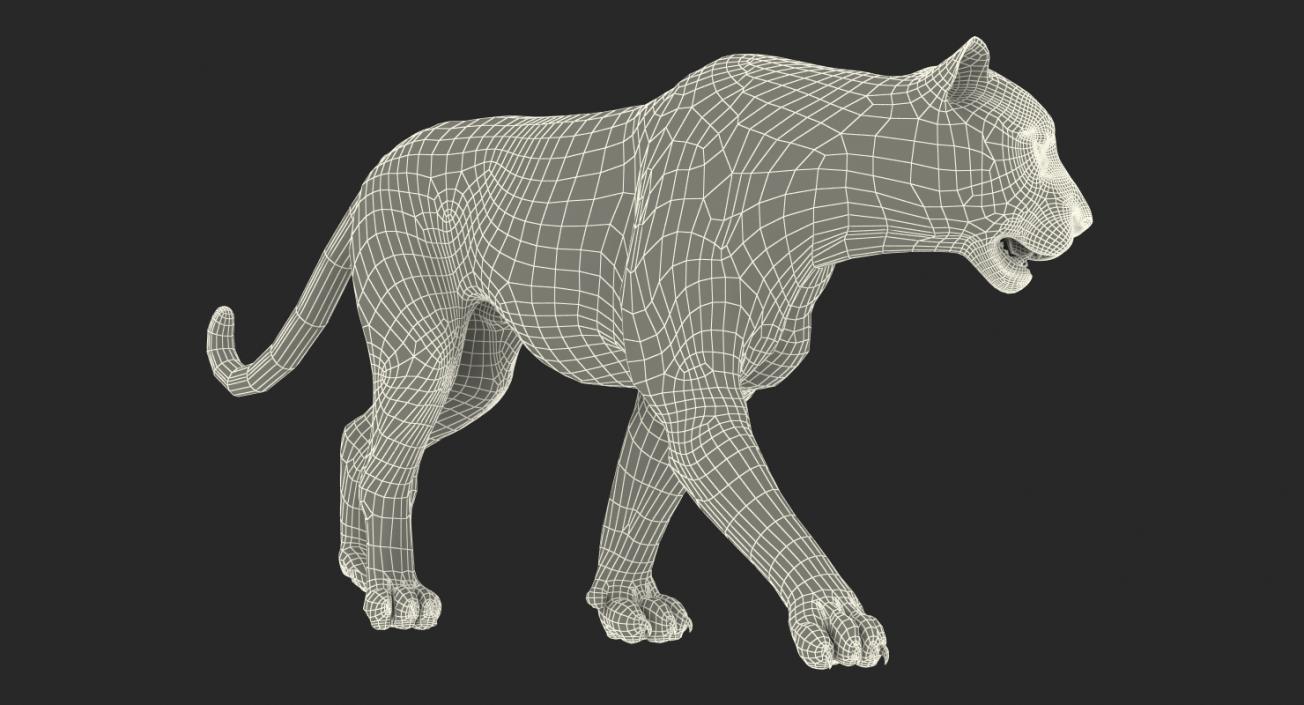 White Tiger Rigged with Fur 3D