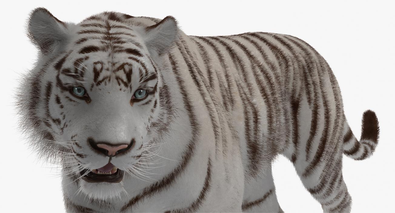 White Tiger Rigged with Fur 3D