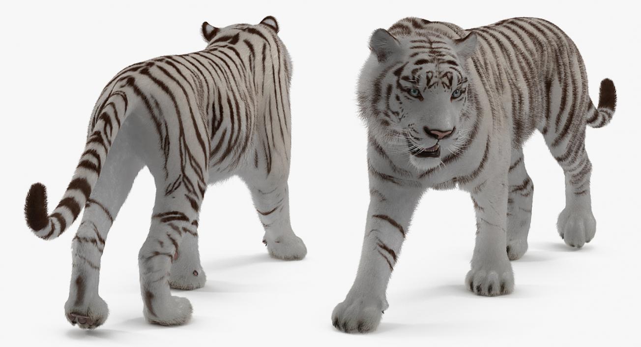 White Tiger Rigged with Fur 3D