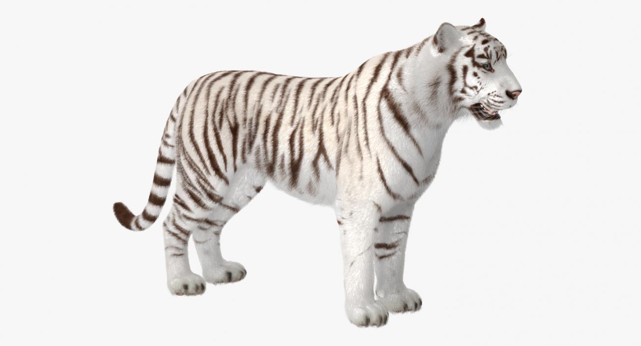 White Tiger Rigged with Fur 3D