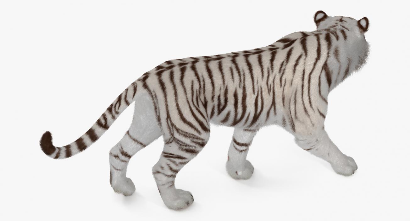 White Tiger Rigged with Fur 3D