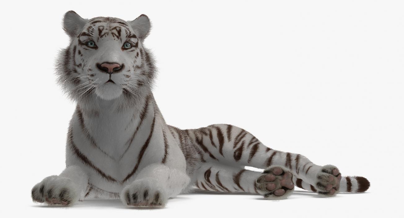 White Tiger Rigged with Fur 3D