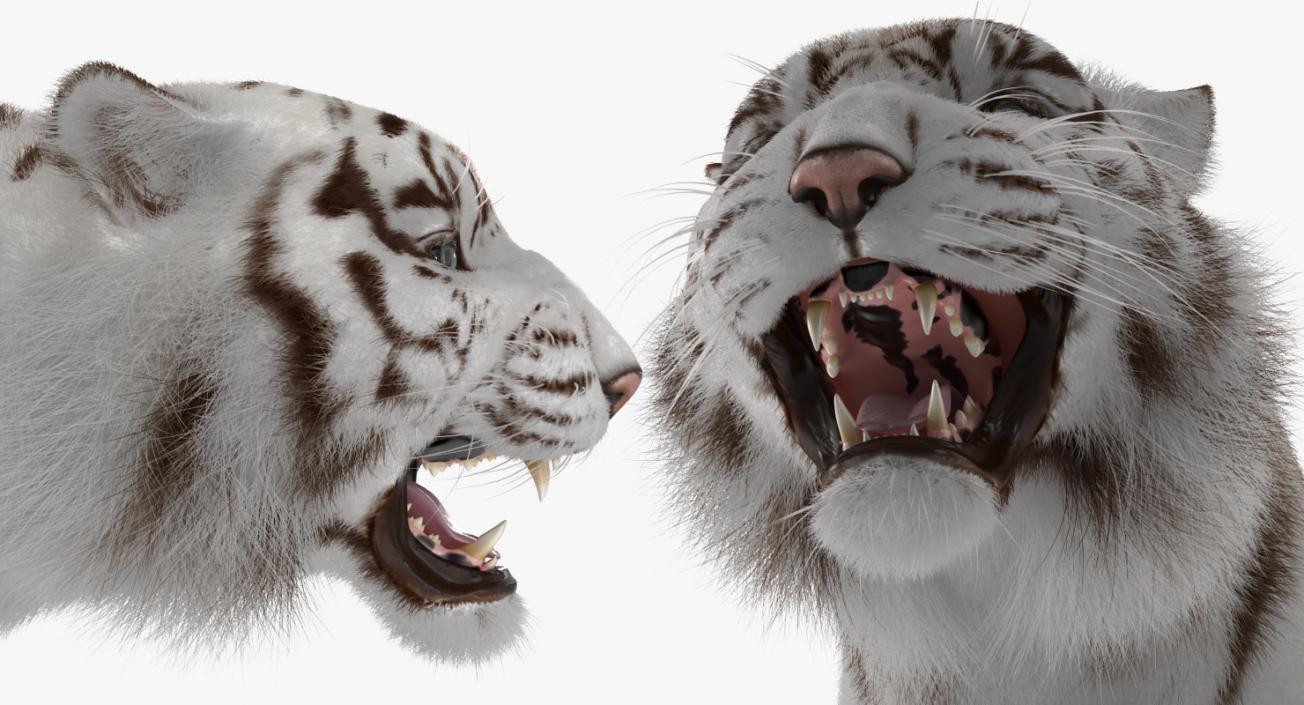 White Tiger Rigged with Fur 3D