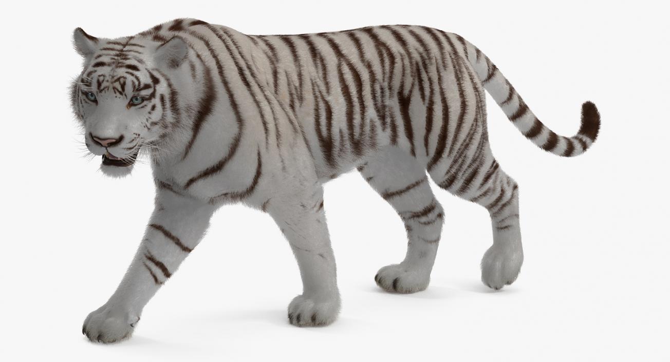 White Tiger Rigged with Fur 3D