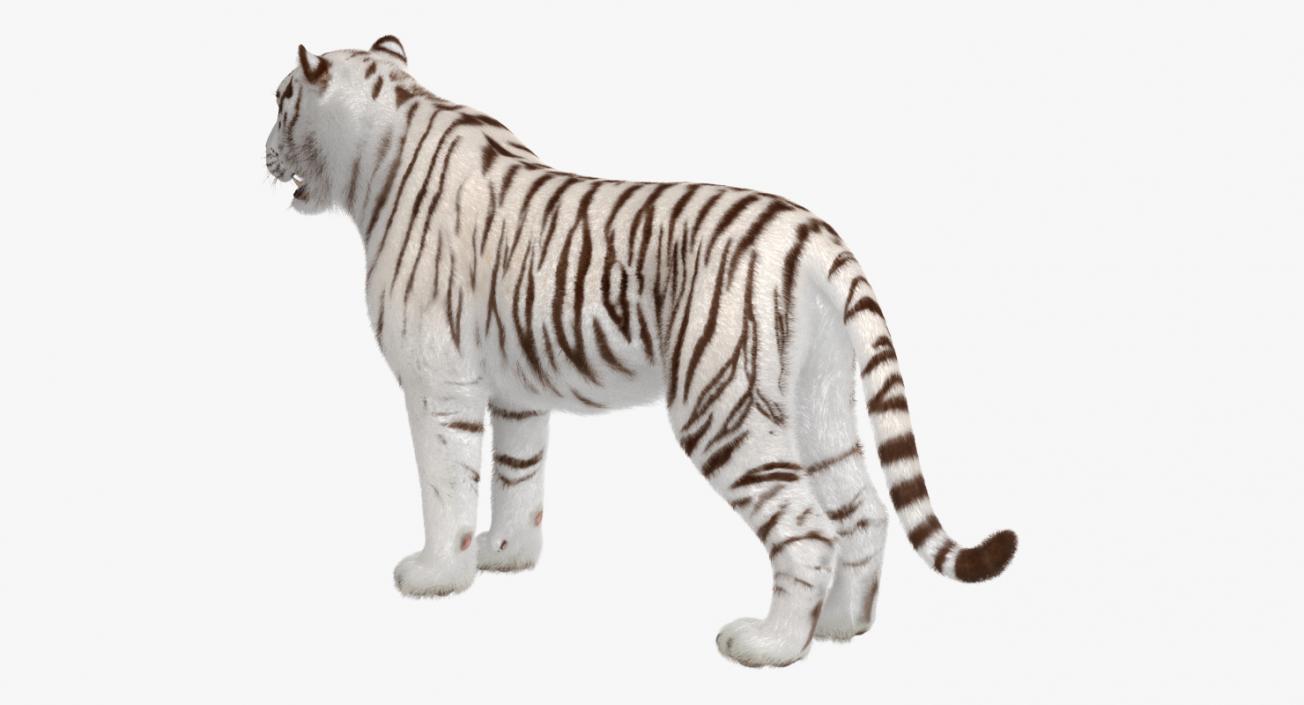 White Tiger Rigged with Fur 3D