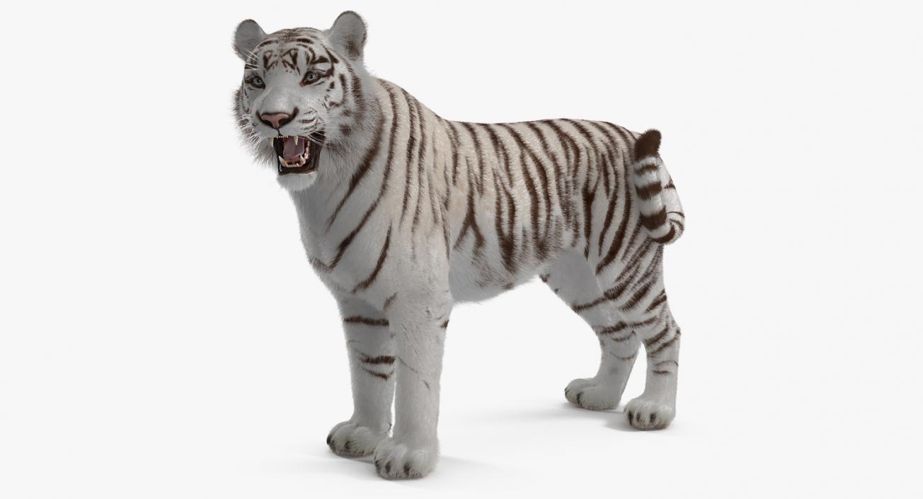 White Tiger Rigged with Fur 3D