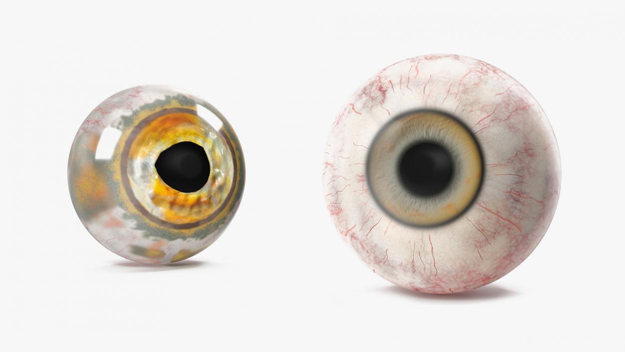 Realistic Animal Eyes Collection 3D