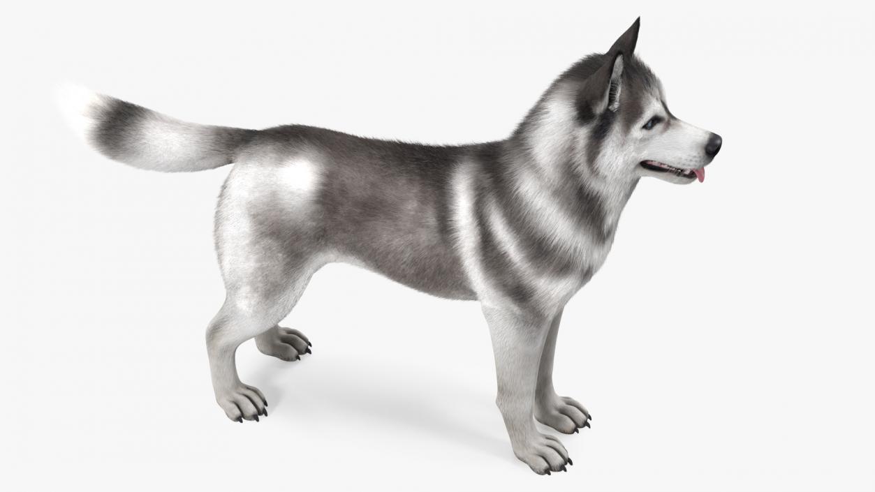 3D model Siberian Husky Gray and White Fur Rigged