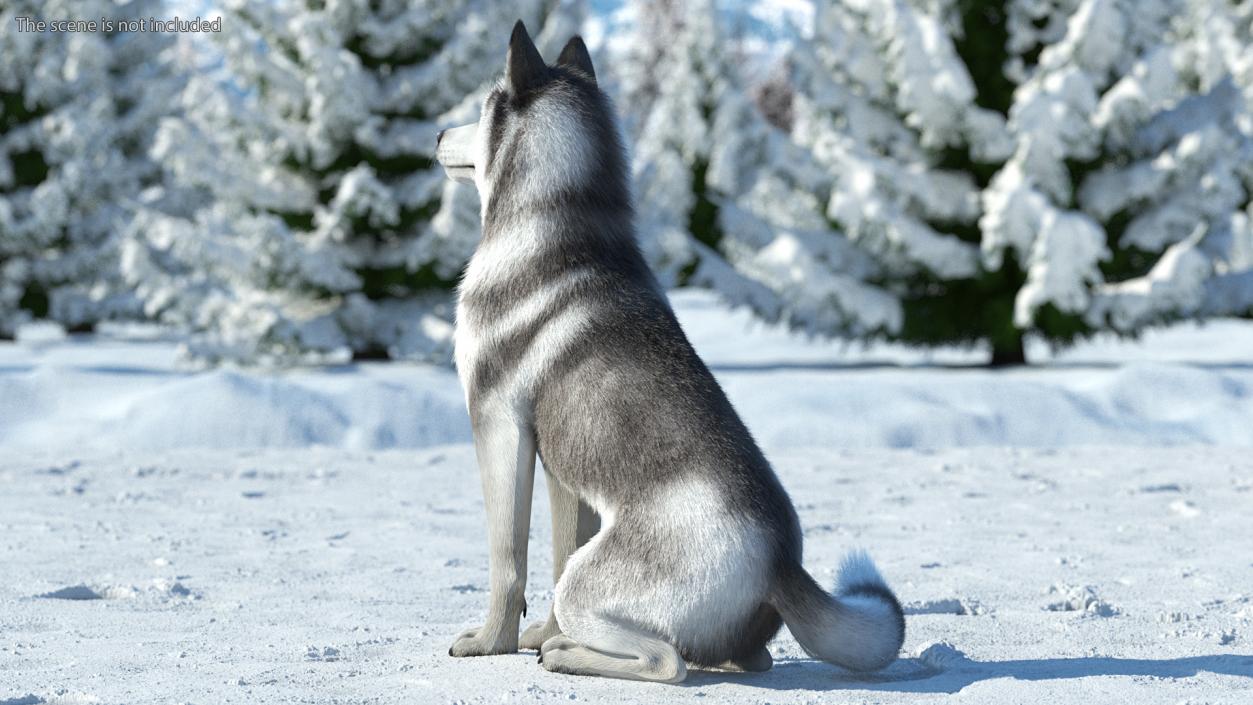 3D model Siberian Husky Gray and White Fur Rigged