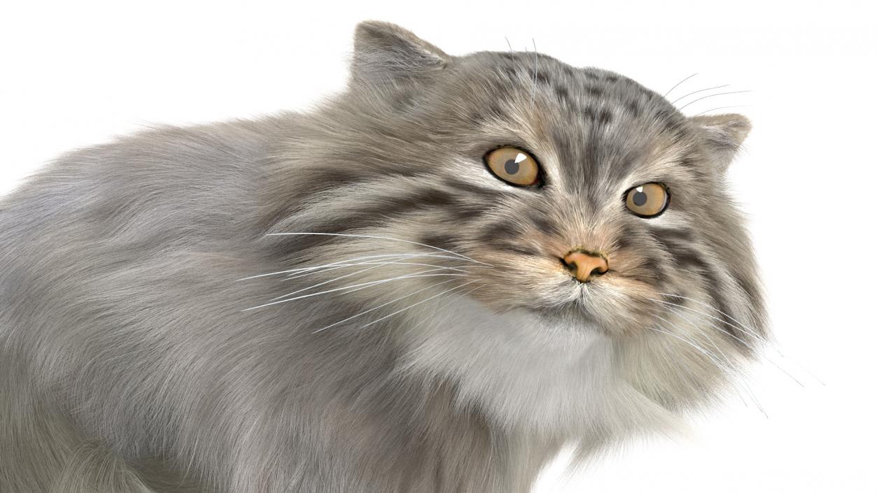 Manul Cat in Sitting Fur 3D model