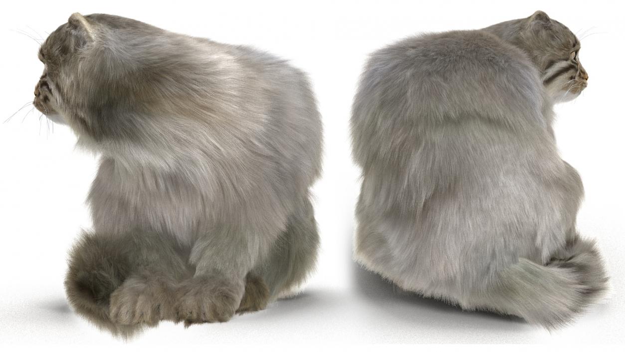 Manul Cat in Sitting Fur 3D model