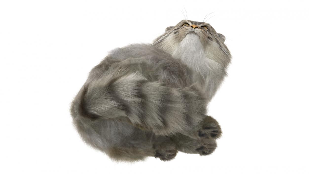 Manul Cat in Sitting Fur 3D model