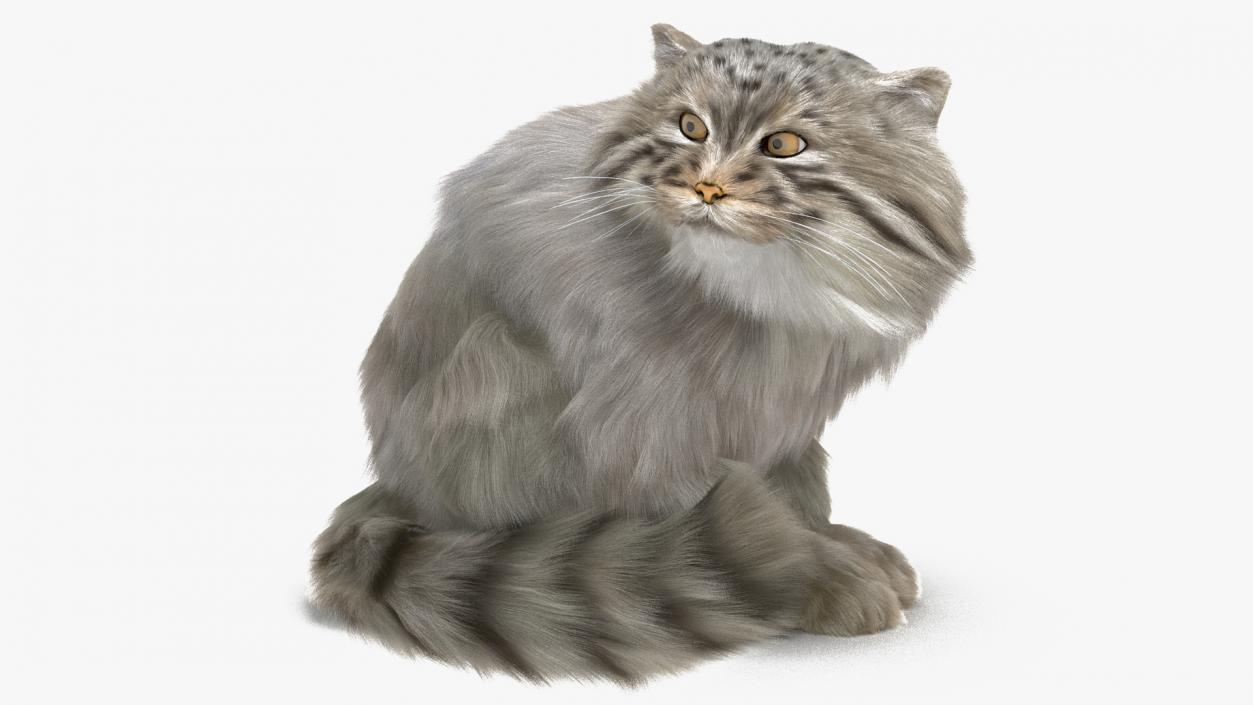 Manul Cat in Sitting Fur 3D model