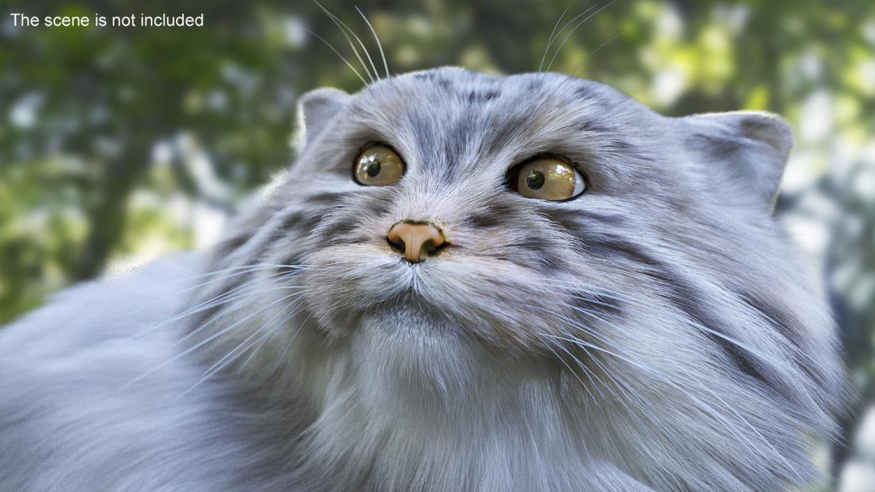 Manul Cat in Sitting Fur 3D model