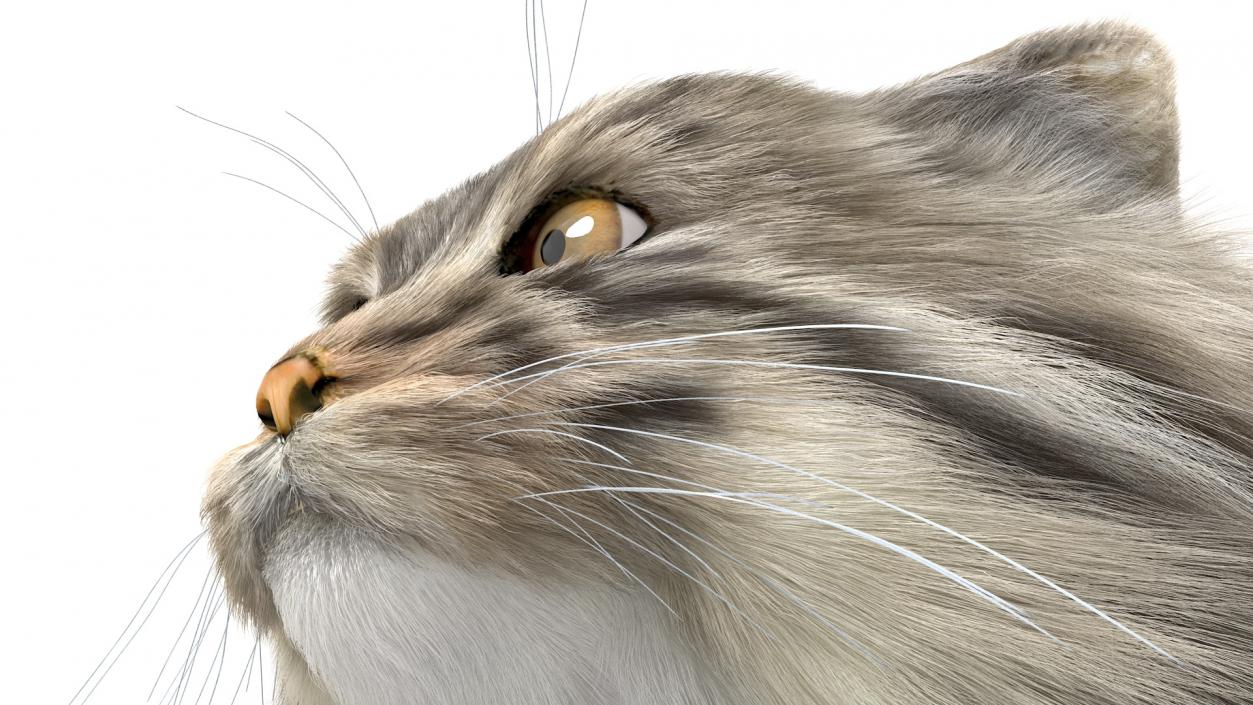 Manul Cat in Sitting Fur 3D model