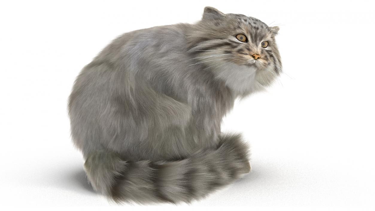 Manul Cat in Sitting Fur 3D model