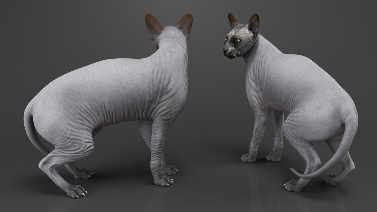 3D Sphynx Cat Black