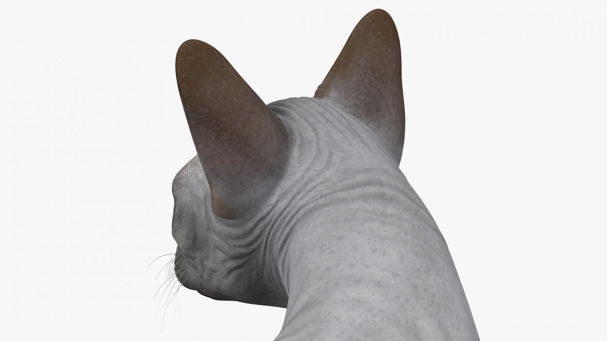 3D Sphynx Cat Black