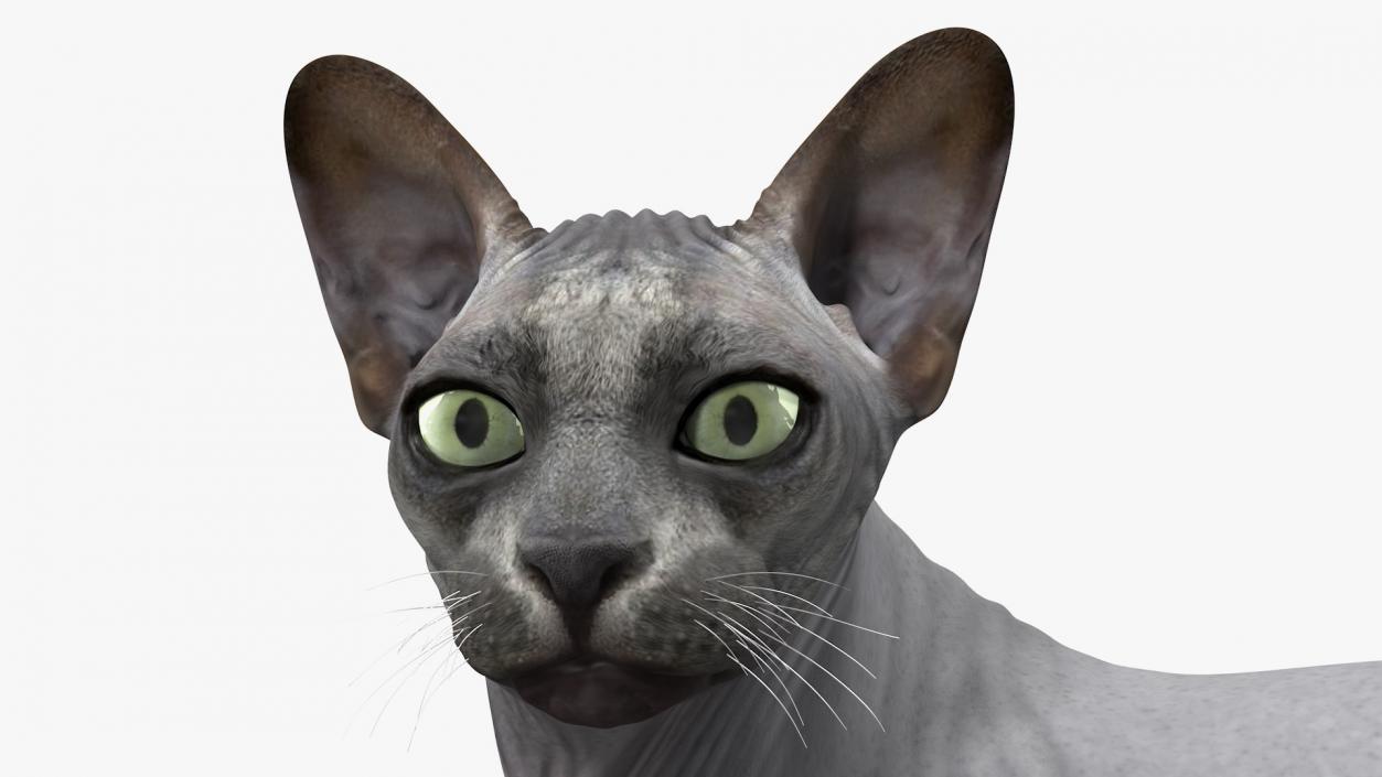 3D Sphynx Cat Black