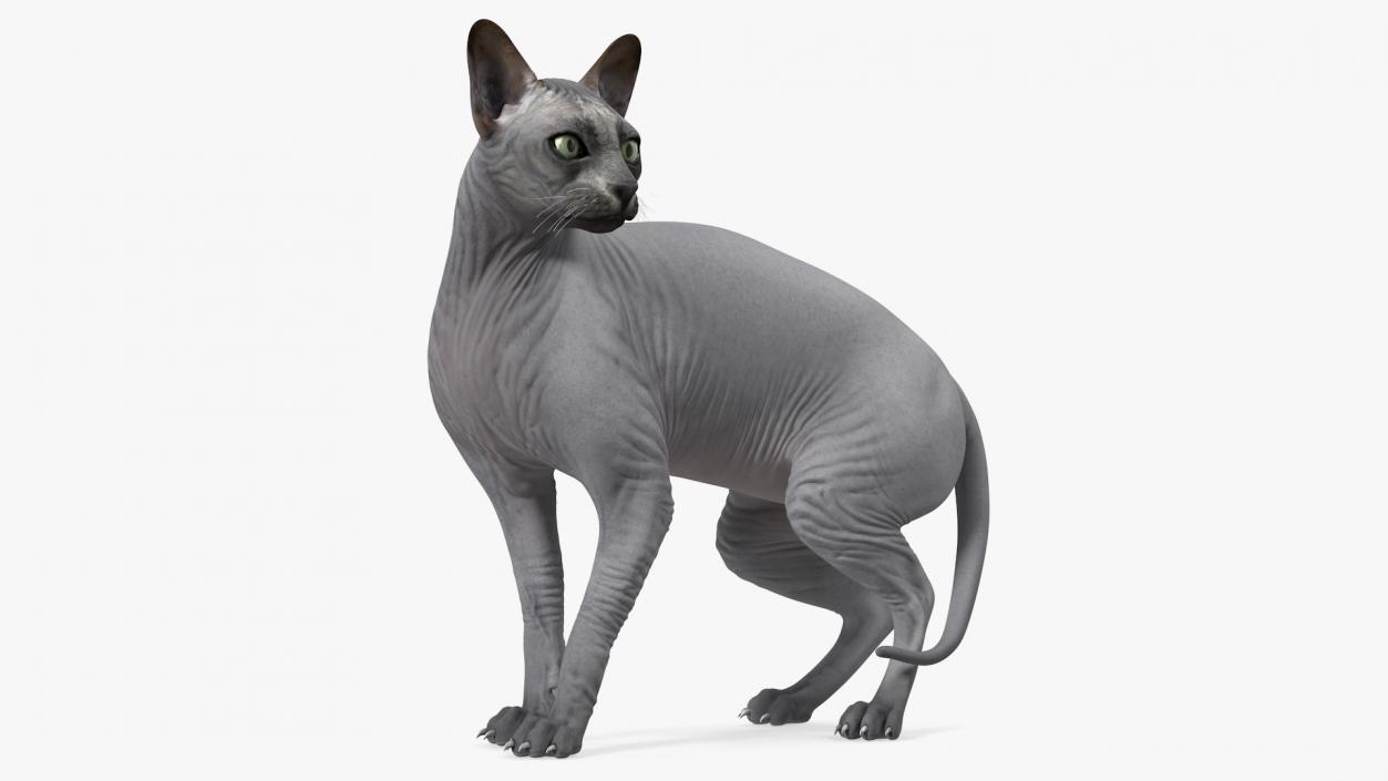 3D Sphynx Cat Black