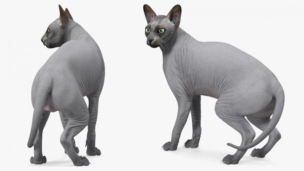 3D Sphynx Cat Black