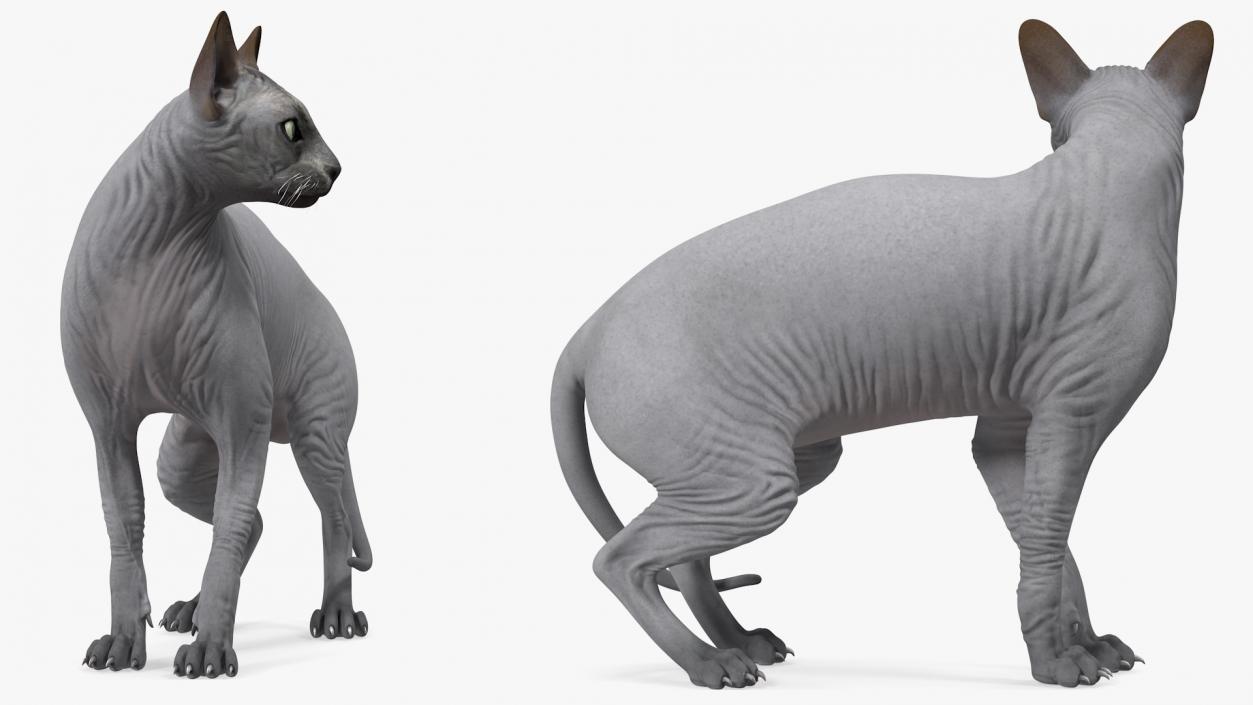 3D Sphynx Cat Black