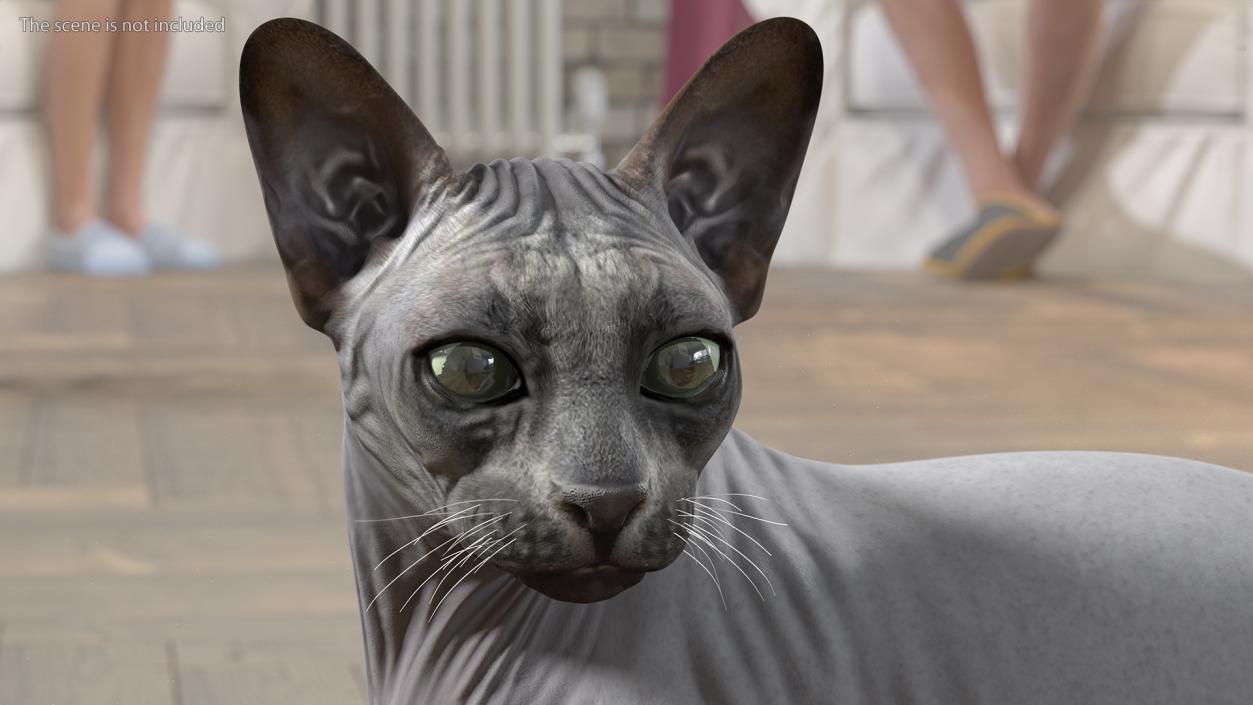 3D Sphynx Cat Black