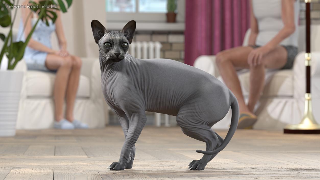 3D Sphynx Cat Black