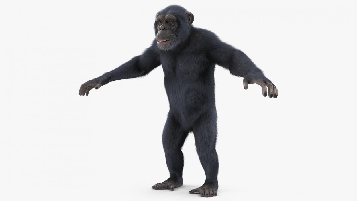 3D Chimpanzee T-Pose Dark Fur