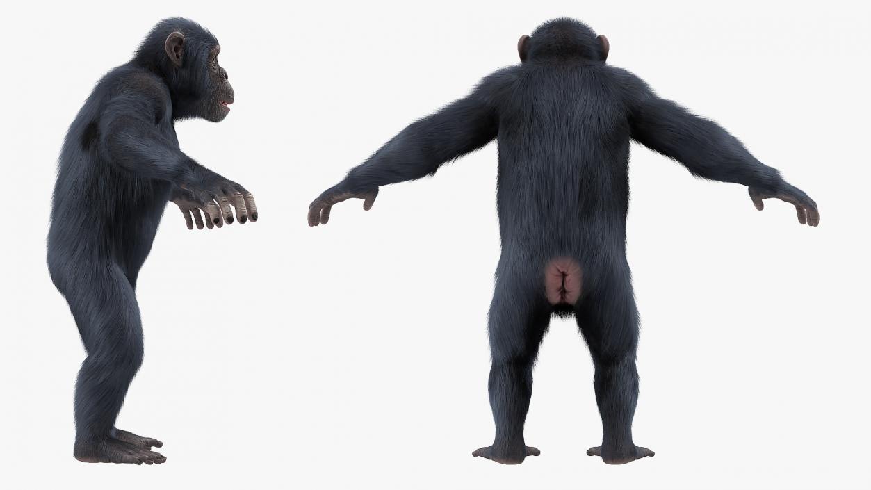 3D Chimpanzee T-Pose Dark Fur