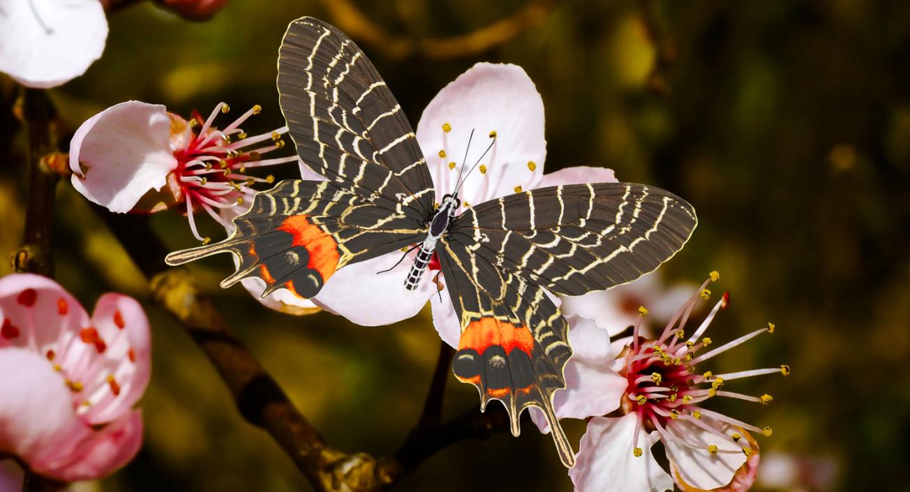 Bhutan Glory Butterfly 3D